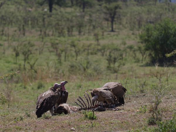 <h3><a href="/trips/tanzania/biota/animalia/chordata/aves/017 accipitriformes/004 accipitridae/gyps rueppelli/gyps rueppelli-nl.html">Gyps&nbsp;rueppelli</a> / Rüppell's&nbsp;vulture / Rüppells&nbsp;gier</h3><p>Een paar gieren vinden dat er nog vlees aan het karkas.  Veel lijkt het nier meer te zijn.</p>OM-1 Mark II met OLYMPUS M.150-400mm F4.5, 1/2000 sec  bij F5.0, ISO 500, afstand 41.9&nbsp;m